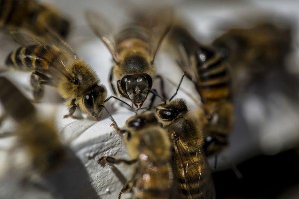 Honey bees, aren't they beautiful!