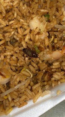 Roach in my shrimp fried rice