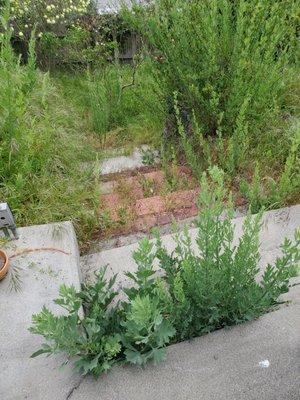 BEFORE: Weeds in backyard steps