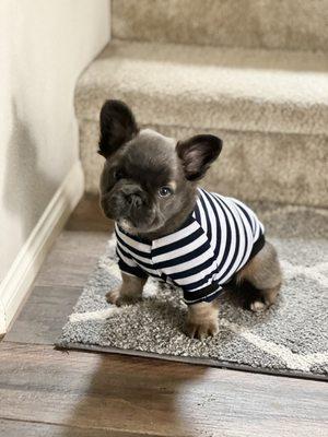 Frenchie puppy