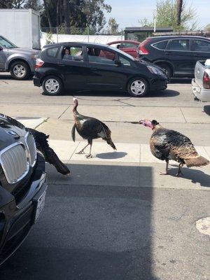 3 of 4 turkeys on site gobbling & reclaiming their land.