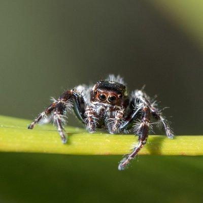 Jumping Spider