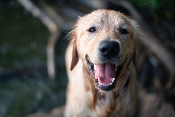 Mozzarella had so much fun running with his friends and laying in the pool.