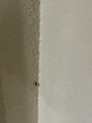 Bathroom wall roach