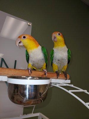 Evergreen Audiology welcomes our new mascots! Helix (right) and Tragus (left) are White-Bellied Caique parrots. The species is S. American.