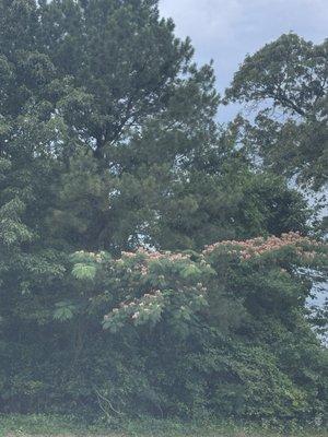 Beautiful Trees Outside