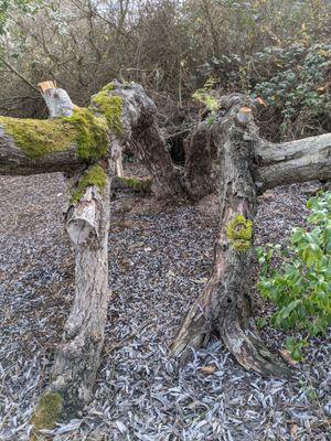 American Tree Experts