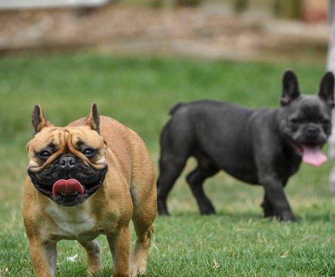 Canine Country Club of Arkansas