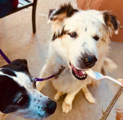 dogs enjoying pup cup