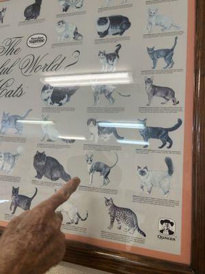 Cat Breeds Poster in Lobby