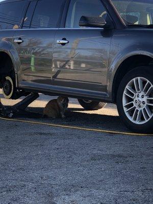 Shop cat. This big guy been here every time I've come here.