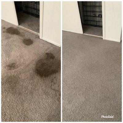 Odyssey Carpet Cleaning