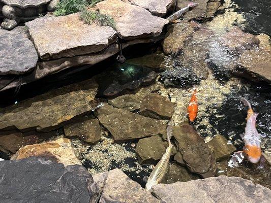 Indoor pond