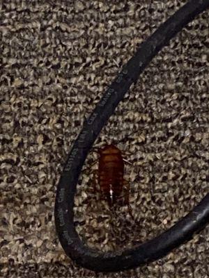 stained carpet and roach