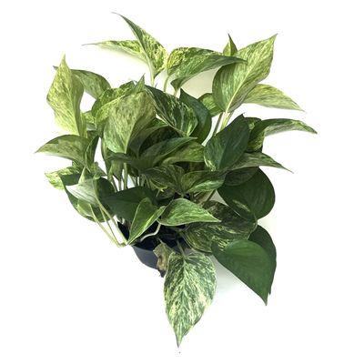 Pothos "Marble Queen"