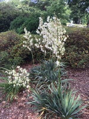 Blooming yucca plant at Olmsted Linear Park