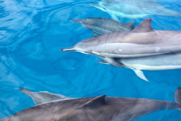 Hawaiian spinner dolphins