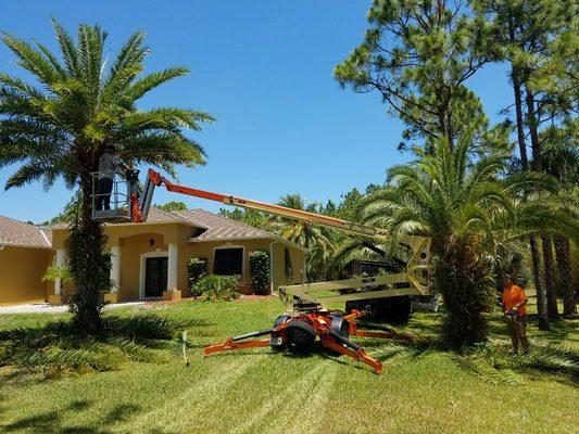 Complete Tree trimming and removal services offered. Call us today!