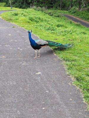 Lots of peacocks everywhere