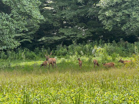 Elk family in the fields