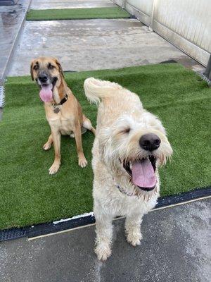 Happy boys playing the yard together