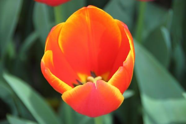 Tyler Texas is known for its roses but it has some beautiful tulips down its walking trails as well.