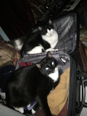 Tuxedo and Sylvester