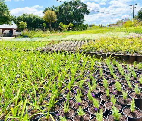 Fields of lovely plants