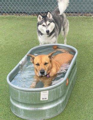 Amber taking a nice dip on a hot day