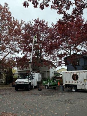 Oak tree prune and house clearance .