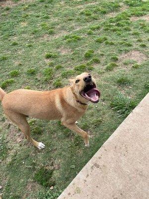 Happy Bella at Boonville Animal Hospital!