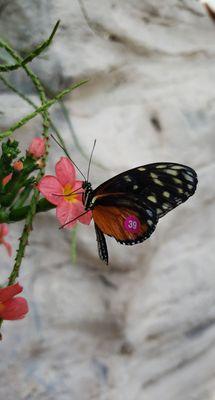 Some butterfly's are marked so that they can study the lifespan of the butterfly.   Taken: May 14th, 2022.