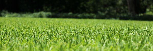 Perfect lawn with no weeds.  Perfect results make your lawn a golf course today.