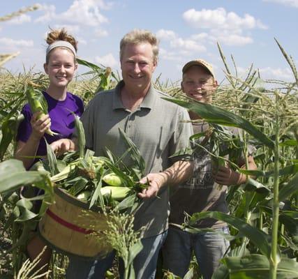 Fresh Sweet Corn picked at our Oswego/Plainfield location