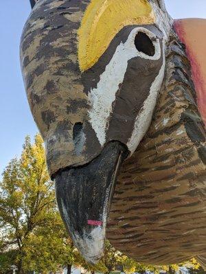 World's Largest Booming Prairie Chicken