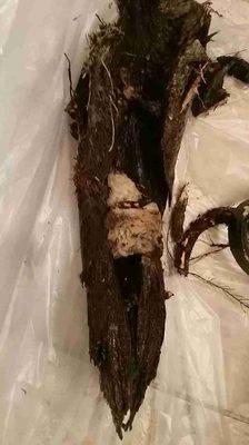 This tree root was removed from a toilet drain in Riverside - Toilet flushing good now!!