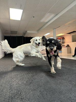 My dog playing with one of her best friends at Red Lantern Training Facility