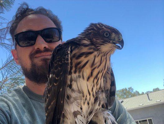 Dehydrated Cooperhawk during Hey failed hunting attempt and the heat