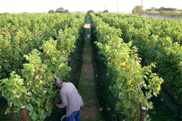 Harvest at the Bilger Family Vineyard 2024