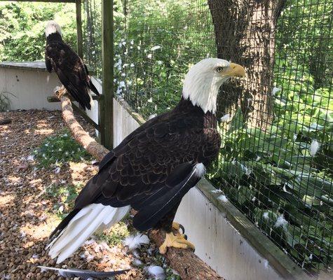 Injured bald eagles in an outdoor cage.