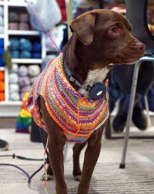 Our Custom Fit Dog Sweater Class was a huge hit!