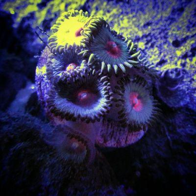 Miami Vice zoanthid frag