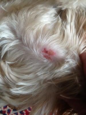 this is the cut our dog came home with after getting a groom at Pet Paradise which, btw was not a complete groom, for $80!