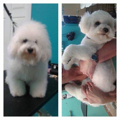 before n after Bichon Frise