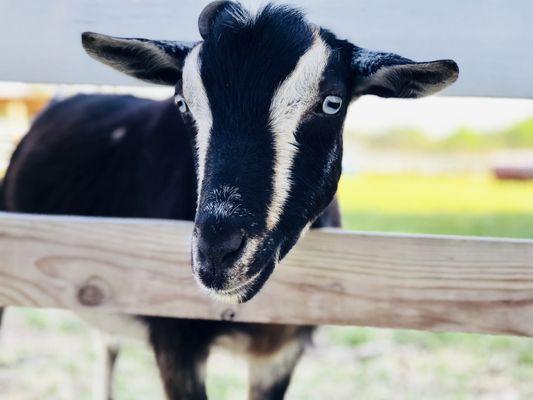 farm animals throughout the property including a goat pen