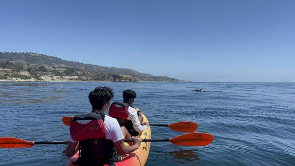 Dolphin sighting on kayak tour