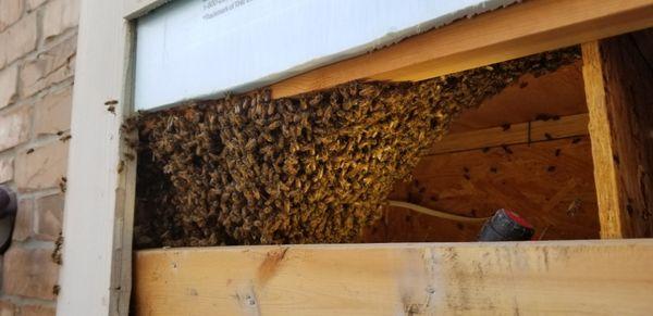 Live Bee Removal with Michael Chatterton removing bees from between the floors of this home in Cypress, Texas.