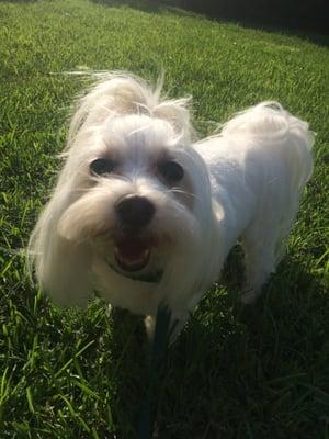 Sophie looking great after her groom.