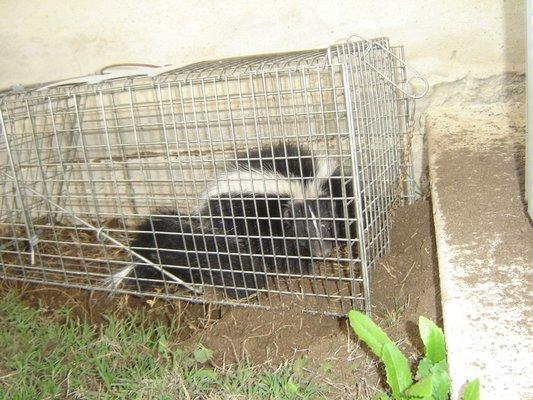 skunk in trap