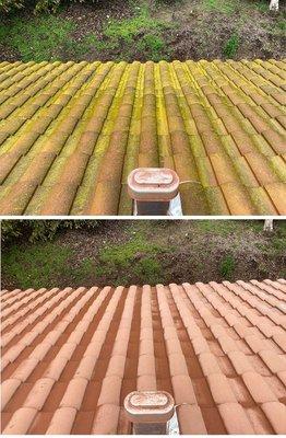 Tile roof algae removal before & after